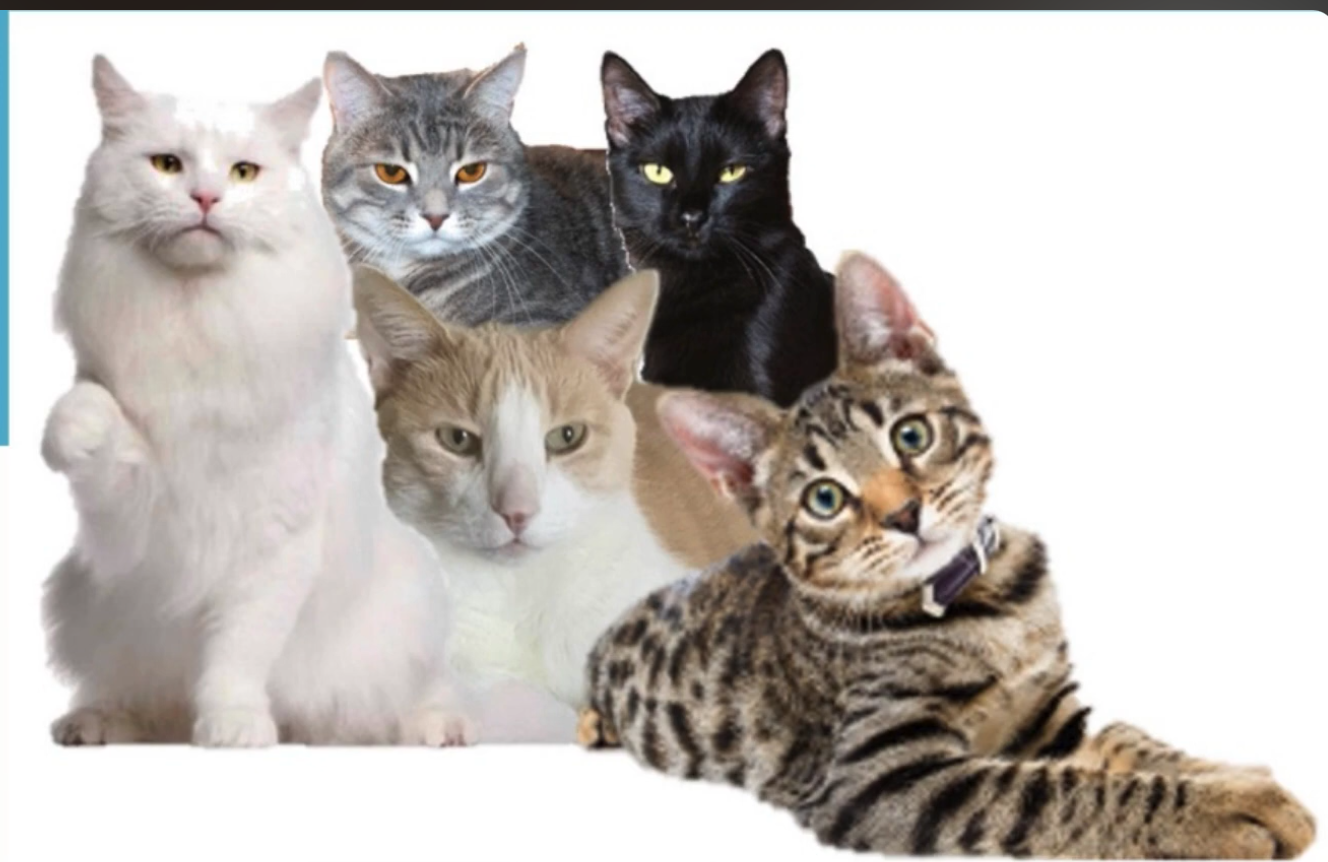 Season Two music playlist — five cats collage representing the children's story and music series
